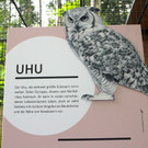 KOE_Wildpark Neue Infotafeln 16.jpg