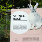 KOE_Wildpark Neue Infotafeln 21.jpg