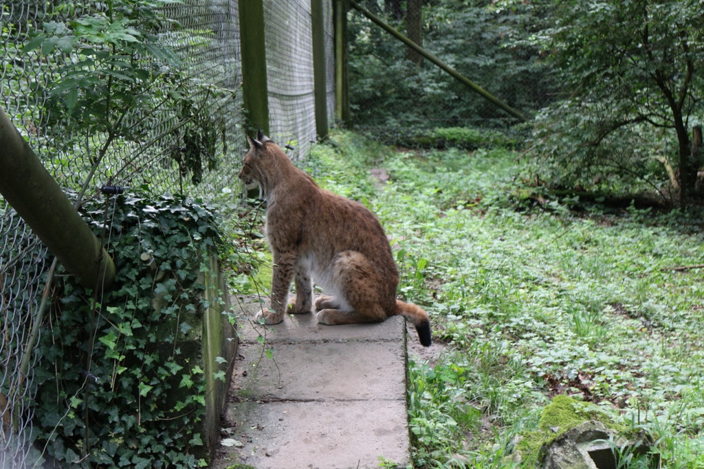 KOE_Wildpark Neue Infotafeln 25.jpg