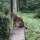 KOE_Wildpark Neue Infotafeln 25.jpg