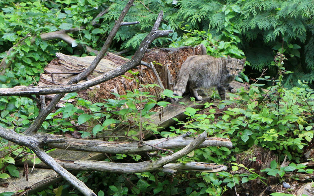 KOE_Wildpark Neue Infotafeln 27.jpg