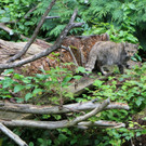 KOE_Wildpark Neue Infotafeln 27.jpg