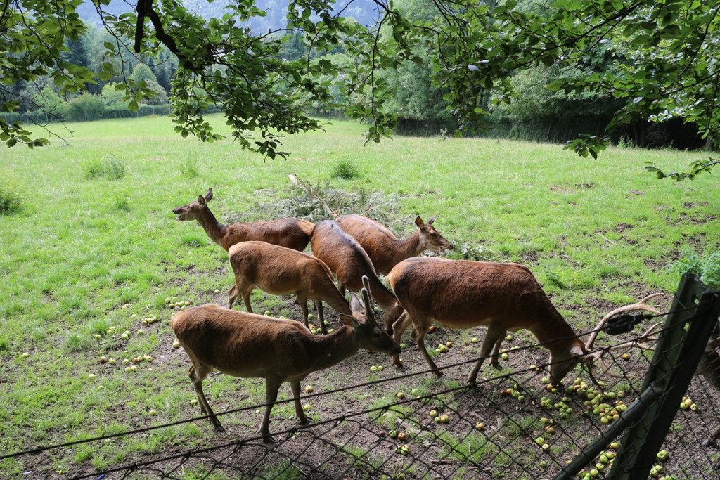 KOE_Wildpark Neue Infotafeln 29.jpg