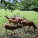 KOE_Wildpark Neue Infotafeln 29.jpg