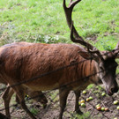 KOE_Wildpark Neue Infotafeln 30.jpg