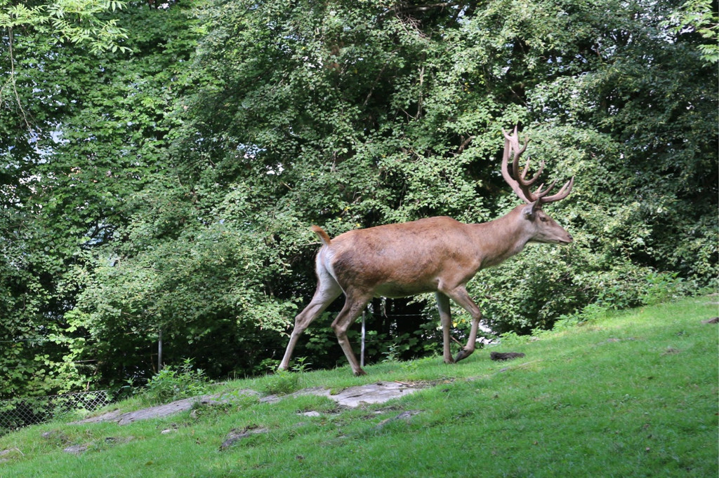 KOE_Wildpark Neue Infotafeln 31.jpg