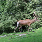 KOE_Wildpark Neue Infotafeln 31.jpg