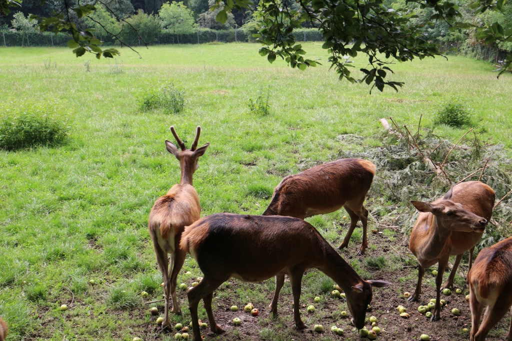 KOE_Wildpark Neue Infotafeln 32.jpg