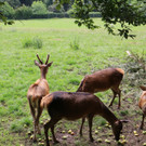 KOE_Wildpark Neue Infotafeln 32.jpg