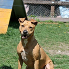 Lady: Freundliche Hündin sucht einen schönen Einzelplatz