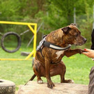 Azra: Liebe, dankbare Wasserratte möchte gefordert werden