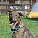 Snoopy: Braver, lernwilliger Rüde wartet auf sein Zuhause