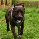 Ares: Sensibler, liebenswürdiger Rüde sucht ein feines Daheim