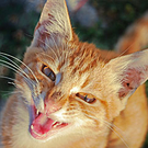 katze.jpg