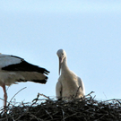 KOE-Exkursion-Thurgau 68_jpg-1272297842
