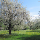 Lustenau blüht