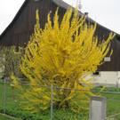 IMG_2215_JPG-1272303680