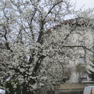 IMG_2217_JPG-1272303830