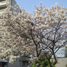 IMG_2223_JPG-1272303923