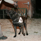 normal_26042010aralffaktivnews_13.jpg