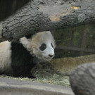 Die schönsten Fotos von Panda Fu Bao