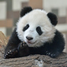 20140212_135118_Zoo_Vienna.jpg