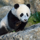 20140312_084028_Zoo_Vienna_02.jpg