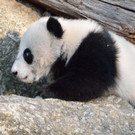 20140312_084224_Zoo_Vienna_01.jpg