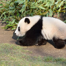 20140312_084245_Zoo_Vienna_01.jpg