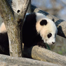 20140312_084643_Zoo_Vienna.jpg
