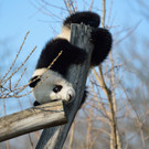 20140312_085105_Zoo_Vienna.jpg