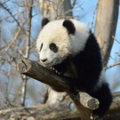 20140312_085202_Zoo_Vienna_02.jpg