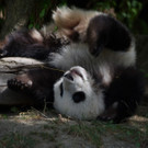 DSC_1165 .jpg