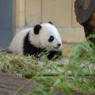 Fu Bao 1.jpg