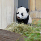 Fu Bao 2.jpg
