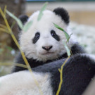 Fu Bao 3.jpg