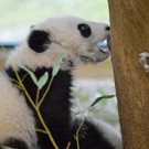 Fu Bao 4.jpg