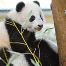 Fu Bao 5.jpg