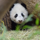 Fu Bao 6.jpg