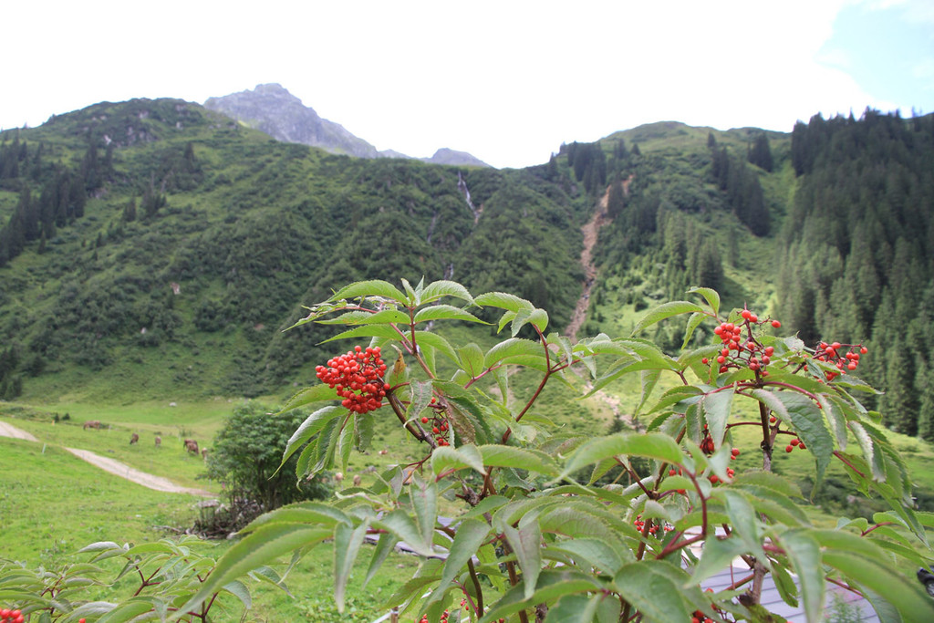 Wanderung Nenzigastalpe9.jpg