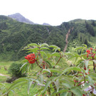 Wanderung Nenzigastalpe9.jpg