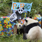 Geburtstagsüberraschung für Panda Fu Bao