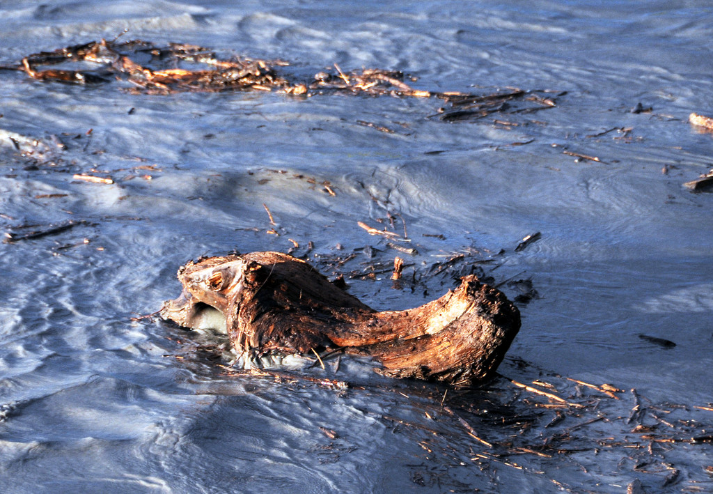 Rheinbru__cke 13-08-2014 70.jpg
