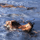 Rheinbru__cke 13-08-2014 70.jpg