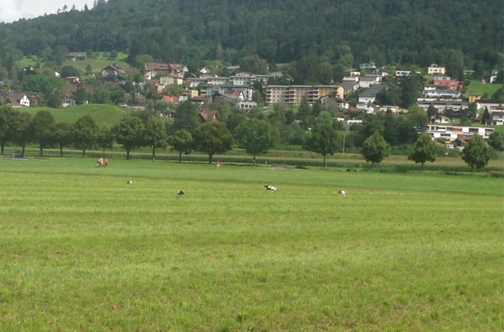 KOE_Egelsee Stoerche 1.jpg