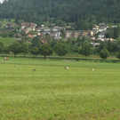 Weißstörche am Egelsee