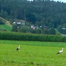 KOE_Egelsee Stoerche 2.jpg