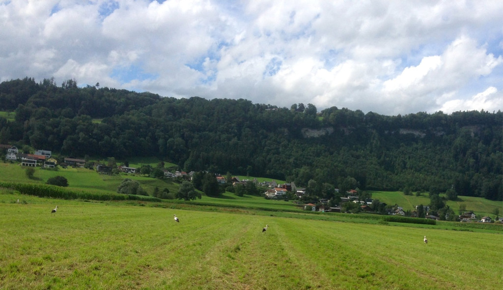KOE_Egelsee Stoerche 3.jpg