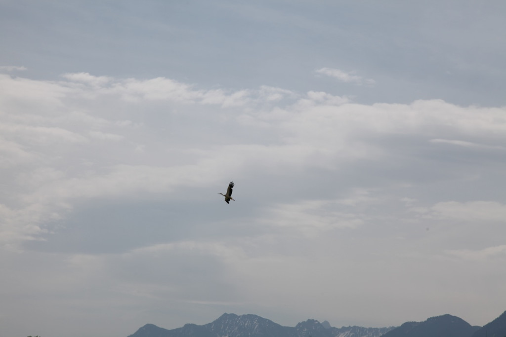 KOE_Egelsee Stoerche 4.jpg