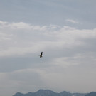 KOE_Egelsee Stoerche 4.jpg